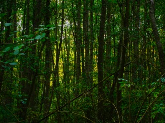 Dans la forêt (GS, août 2015)